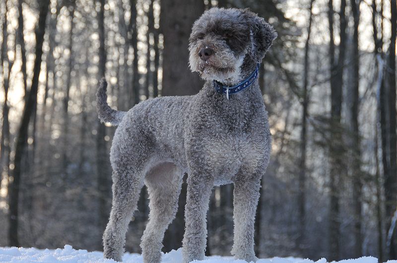 Un buon cane da tartufo