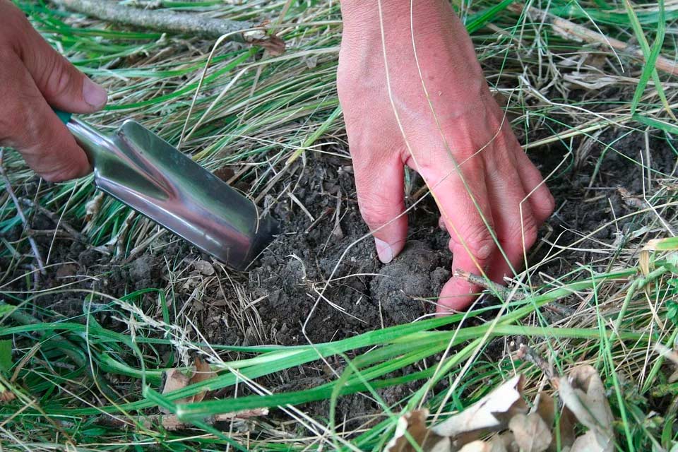 Come trovare il tartufo: consigli pratici