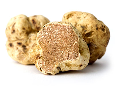 Tartufo bianco