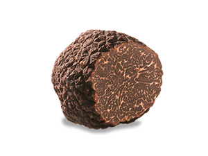 Tartufo nero invernale